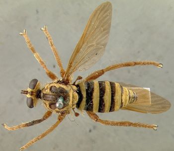 Media type: image;   Entomology 32752 Aspect: habitus dorsal view